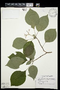 Cornus alternifolia image