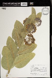 Asclepias syriaca image