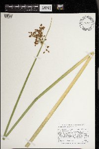 Schoenoplectus tabernaemontani image