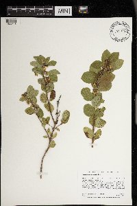 Symphoricarpos occidentalis image