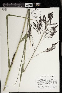 Tridens flavus image