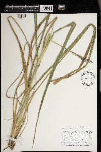 Tridens flavus image