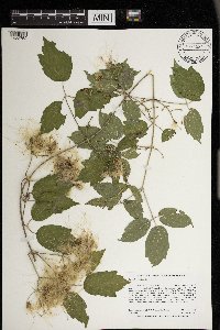 Clematis virginiana image