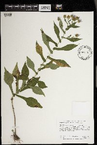 Symphyotrichum prenanthoides image