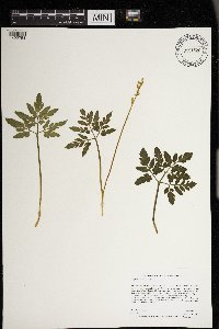 Sceptridium dissectum image