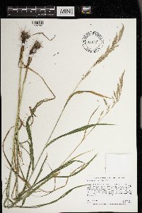 Cinna latifolia image