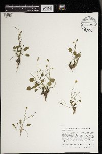 Ranunculus cymbalaria image