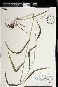 Elymus hystrix image