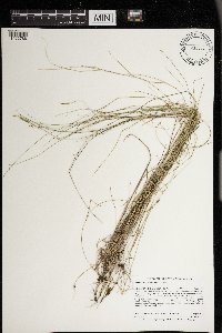 Muhlenbergia richardsonis image