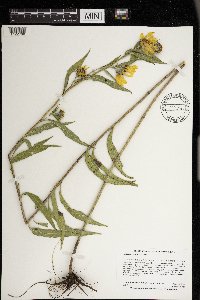 Helianthus maximiliani image