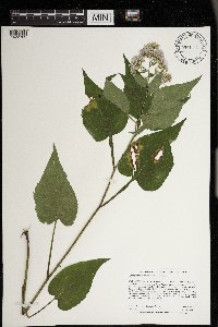 Symphyotrichum cordifolium image