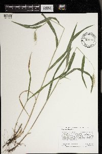 Elymus villosus image