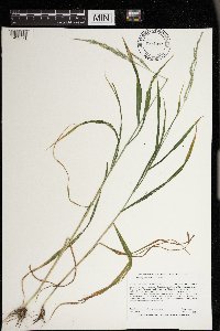 Cinna latifolia image