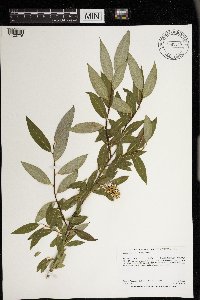 Salix serissima image