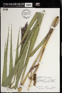 Phragmites australis subsp. americanus image