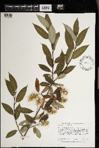 Salix serissima image