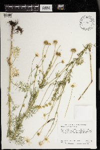 Tripleurospermum inodorum image