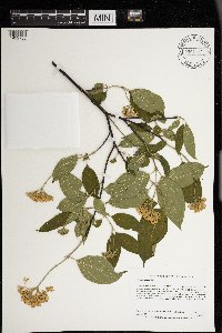 Cornus obliqua image