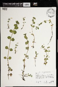 Erythranthe geyeri image