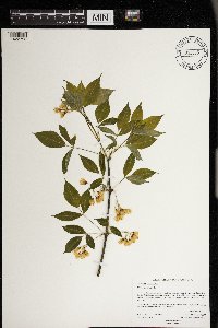 Staphylea trifolia image