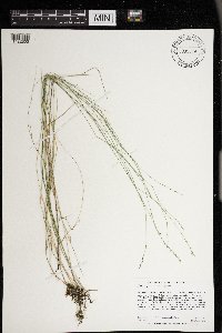 Muhlenbergia richardsonis image