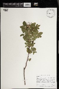 Rosa arkansana image