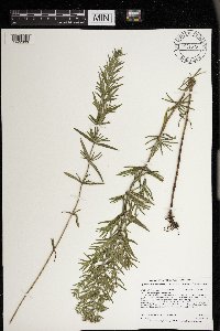 Pycnanthemum virginianum image