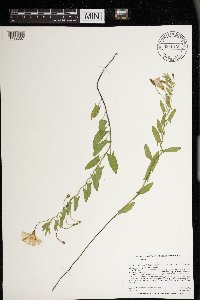 Convolvulus arvensis image