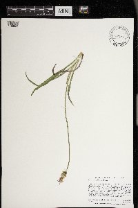 Nothocalais cuspidata image