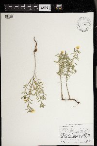 Oenothera serrulata image