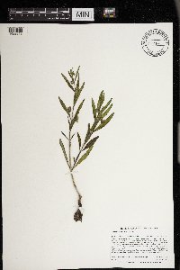 Mirabilis albida image