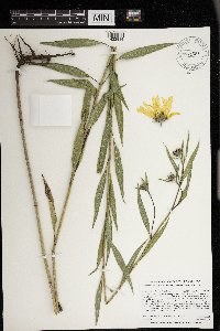 Helianthus nuttallii image