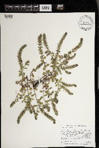 Verbena bracteata image