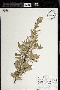 Shepherdia argentea image