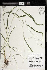 Festuca subverticillata image