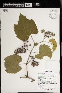 Vitis riparia image