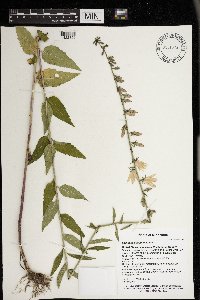 Campanula rapunculoides image