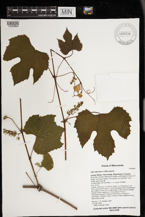 Vitis labrusca x riparia image