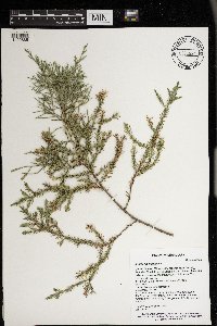 Juniperus virginiana image