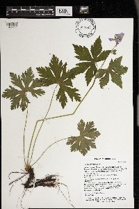 Geranium maculatum image