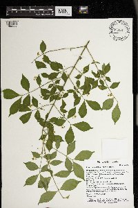 Euonymus alatus image