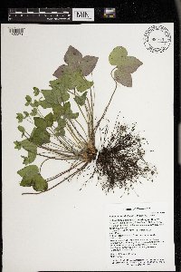 Anemone acutiloba image