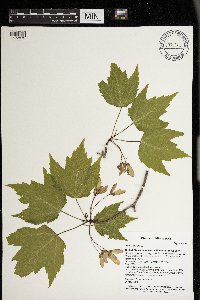 Acer rubrum image