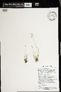 Minuartia michauxii image