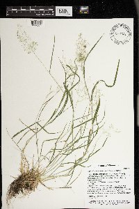 Agrostis perennans image