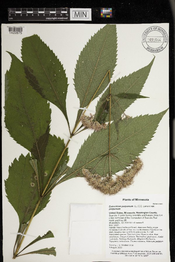 Eutrochium purpureum var. purpureum image