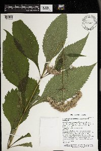 Eutrochium purpureum image