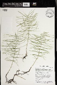 Equisetum pratense image