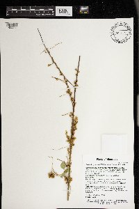Cuscuta gronovii image