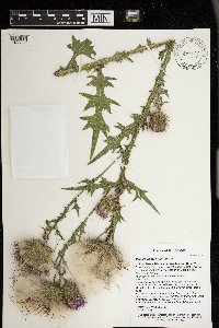 Cirsium vulgare image